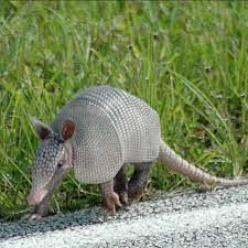 Imagen de un armadillo